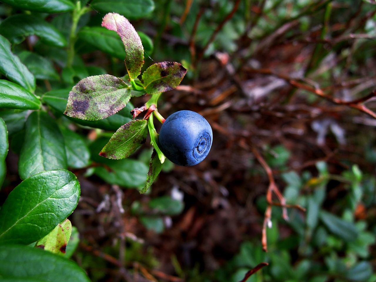 blueberry-1710364_1280.jpg - 260.78 KB