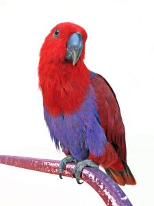 ecletus-parrot-1003531-m.jpg - 9.67 KB